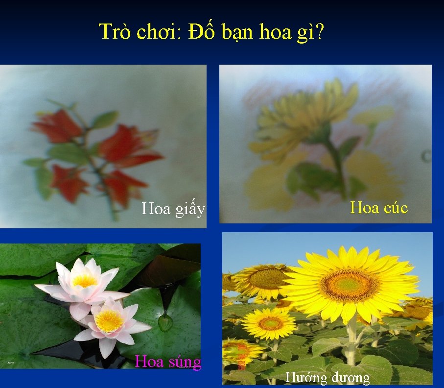 Trò chơi: Đố bạn hoa gì? Hoa giấy Hoa súng Hoa cúc Hướng dương