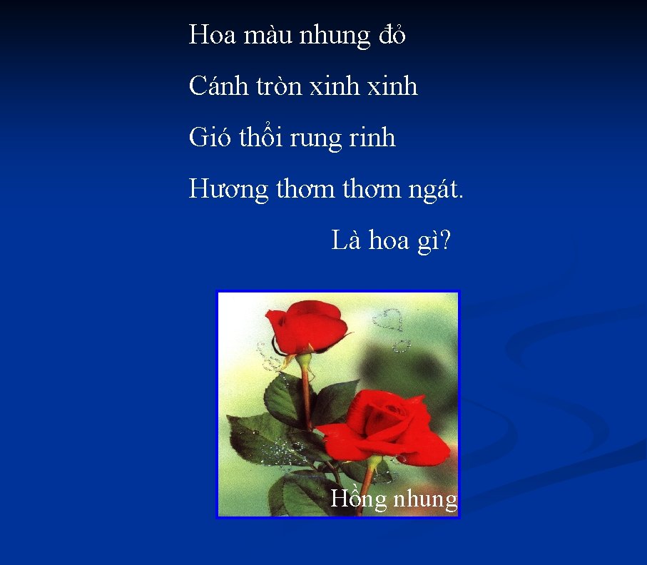 Hoa màu nhung đỏ Cánh tròn xinh Gió thổi rung rinh Hương thơm ngát.