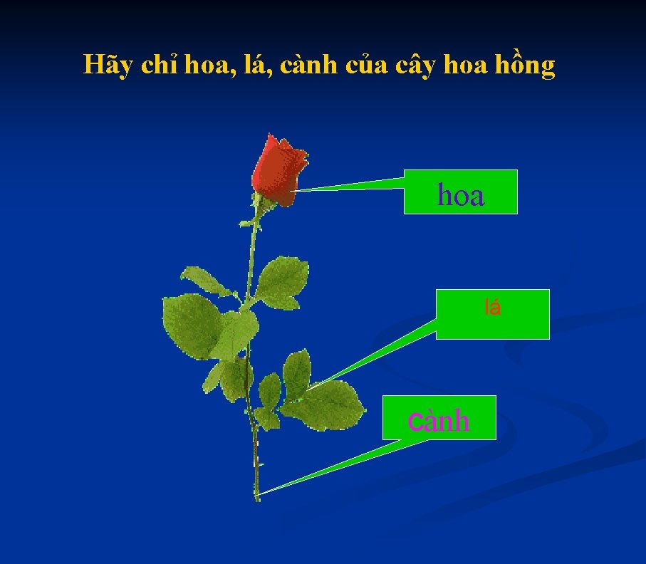 Hãy chỉ hoa, lá, cành của cây hoa hồng hoa lá cành 