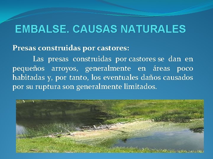 EMBALSE. CAUSAS NATURALES Presas construidas por castores: Las presas construidas por castores se dan