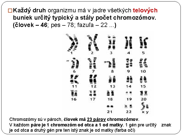 � Každý druh organizmu má v jadre všetkých telových buniek určitý typický a stály