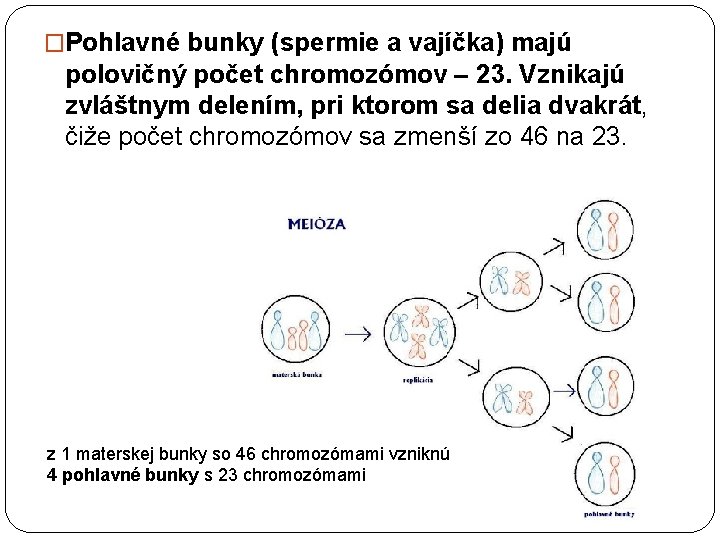 �Pohlavné bunky (spermie a vajíčka) majú polovičný počet chromozómov – 23. Vznikajú zvláštnym delením,