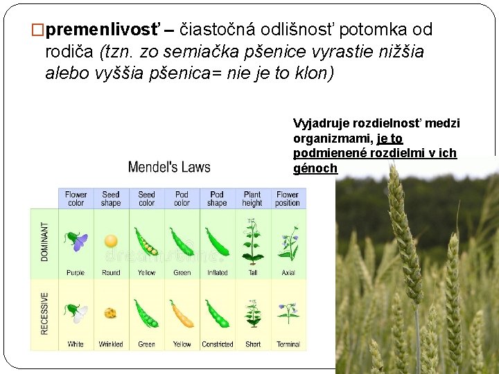 �premenlivosť – čiastočná odlišnosť potomka od rodiča (tzn. zo semiačka pšenice vyrastie nižšia alebo