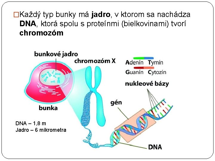 �Každý typ bunky má jadro, v ktorom sa nachádza DNA, ktorá spolu s proteínmi