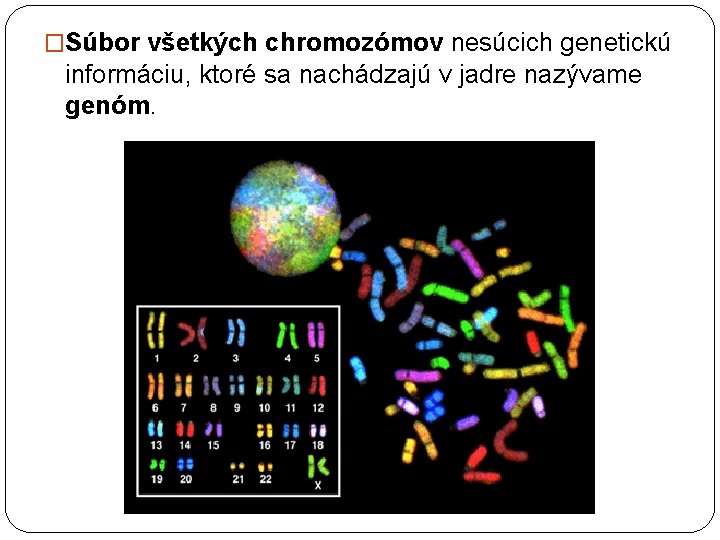 �Súbor všetkých chromozómov nesúcich genetickú informáciu, ktoré sa nachádzajú v jadre nazývame genóm. 