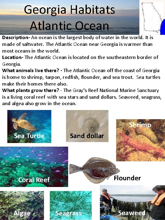 Georgia Habitats Atlantic Ocean Description- An ocean is the largest body of water in