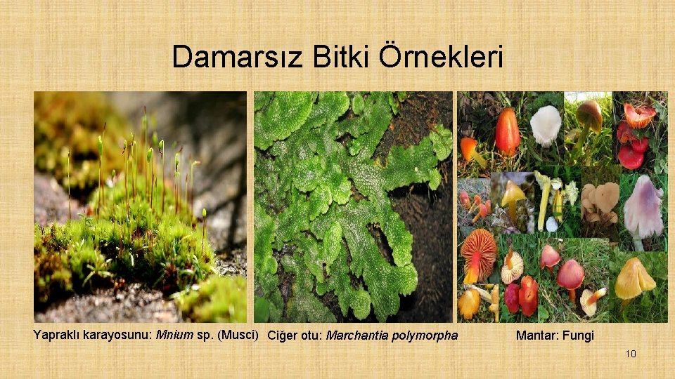 Damarsız Bitki Örnekleri Yapraklı karayosunu: Mnium sp. (Musci) Ciğer otu: Marchantia polymorpha Mantar: Fungi
