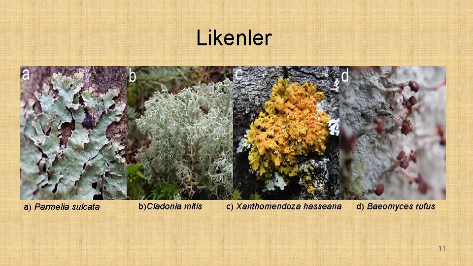 Likenler a) Parmelia sulcata b)Cladonia mitis c) Xanthomendoza hasseana d) Baeomyces rufus 11 