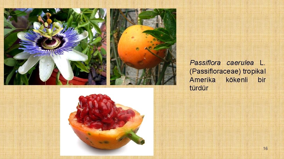 Passiflora caerulea L. (Passifloraceae) tropikal Amerika kökenli bir türdür 16 