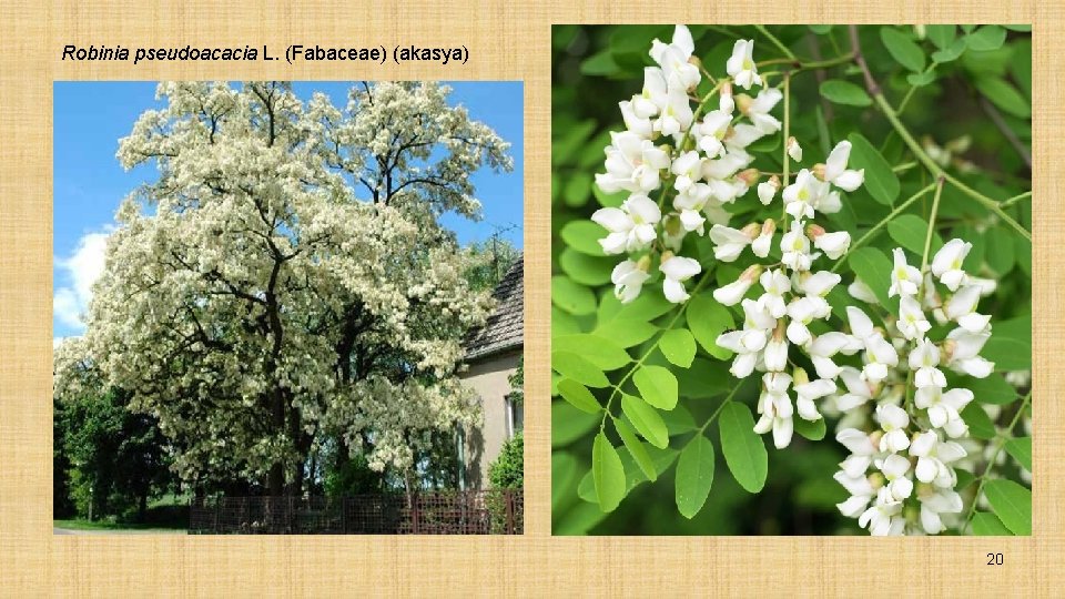 Robinia pseudoacacia L. (Fabaceae) (akasya) 20 