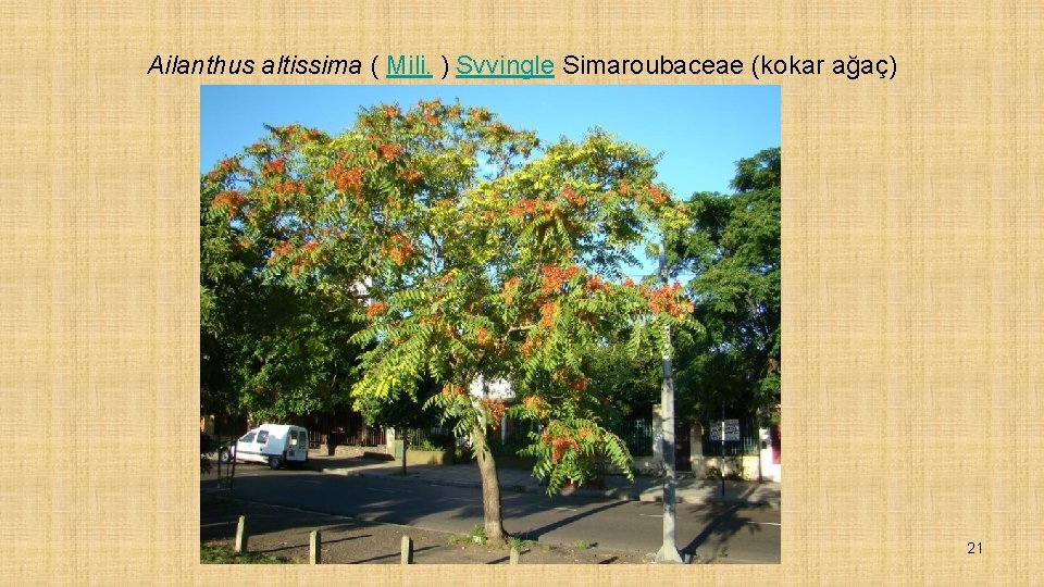 Ailanthus altissima ( Mili. ) Svvingle Simaroubaceae (kokar ağaç) 21 