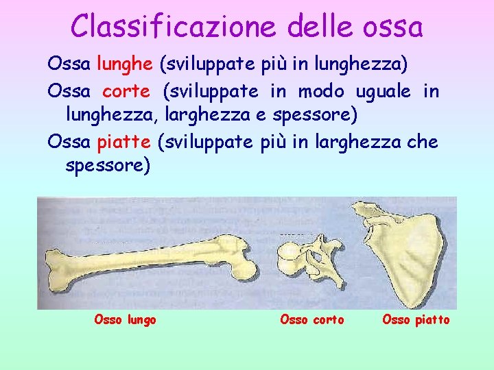 Classificazione delle ossa Ossa lunghe (sviluppate più in lunghezza) Ossa corte (sviluppate in modo