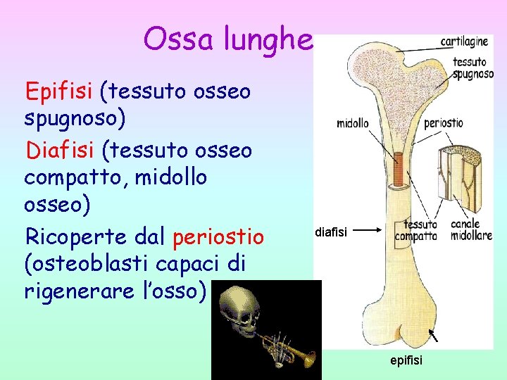 Ossa lunghe Epifisi (tessuto osseo spugnoso) Diafisi (tessuto osseo compatto, midollo osseo) Ricoperte dal