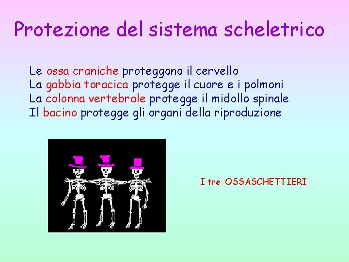 Protezione del sistema scheletrico Le ossa craniche proteggono il cervello La gabbia toracica protegge