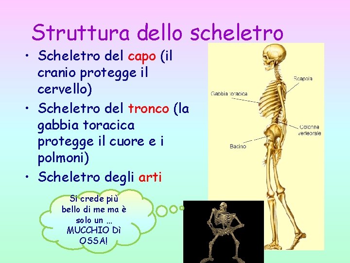 Struttura dello scheletro • Scheletro del capo (il cranio protegge il cervello) • Scheletro