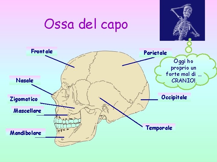 Ossa del capo Frontale Nasale Zigomatico Parietale Oggi ho proprio un forte mal di