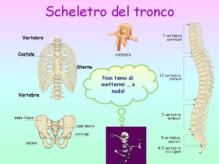 Scheletro del tronco vertebra Non temo di mettermi … a nudo! 