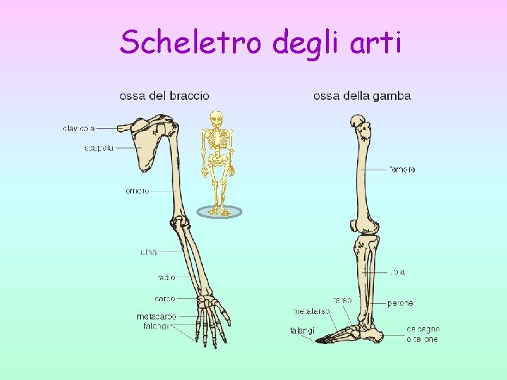 Scheletro degli arti 