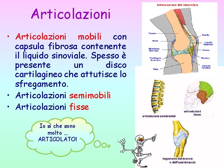 Articolazioni • Articolazioni mobili con capsula fibrosa contenente il liquido sinoviale. Spesso è presente