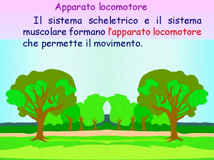 Apparato locomotore Il sistema scheletrico e il sistema muscolare formano l’apparato locomotore che permette