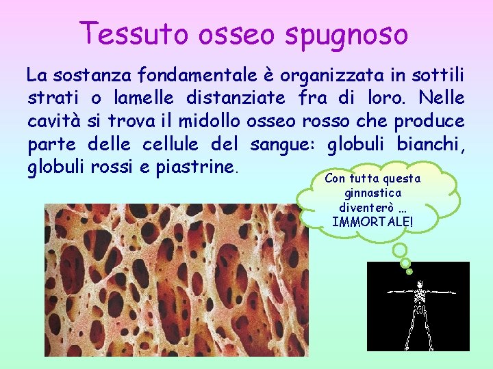 Tessuto osseo spugnoso La sostanza fondamentale è organizzata in sottili strati o lamelle distanziate