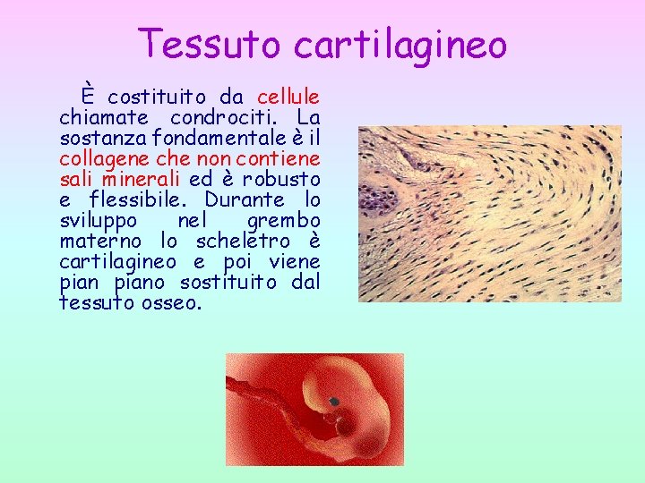 Tessuto cartilagineo È costituito da cellule chiamate condrociti. La sostanza fondamentale è il collagene