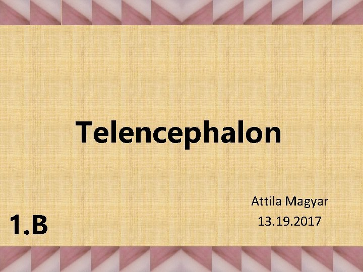 Telencephalon 1. B Attila Magyar 13. 19. 2017 