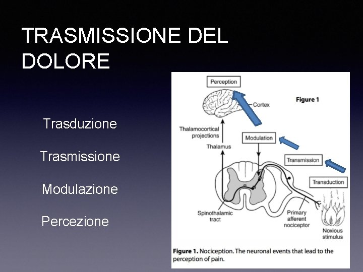 TRASMISSIONE DEL DOLORE Trasduzione Trasmissione Modulazione Percezione 