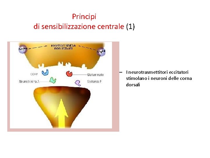 Principi di sensibilizzazione centrale (1) – I neurotrasmettitori eccitatori stimolano i neuroni delle corna