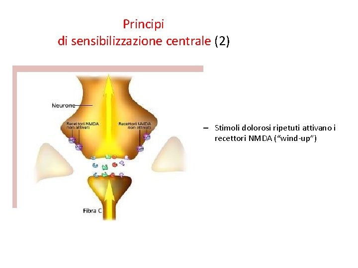 Principi di sensibilizzazione centrale (2) – Stimoli dolorosi ripetuti attivano i recettori NMDA (“wind-up”)
