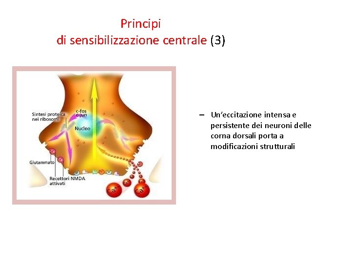 Principi di sensibilizzazione centrale (3) – Un’eccitazione intensa e persistente dei neuroni delle corna