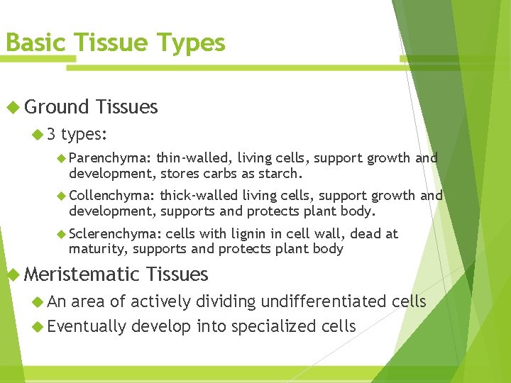Basic Tissue Types Ground 3 Tissues types: Parenchyma: thin-walled, living cells, support growth and Basic Tissue Types Ground 3 Tissues types: Parenchyma: thin-walled, living cells, support growth and