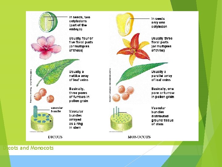 Dicots and Monocots Dicots and Monocots