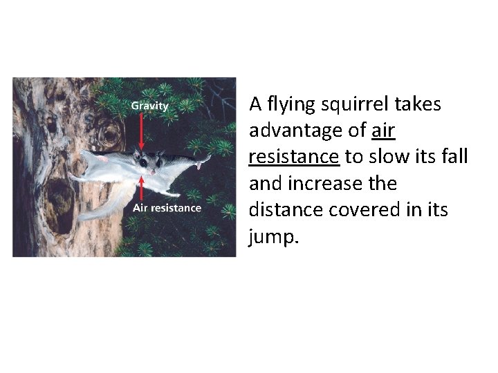 A flying squirrel takes advantage of air resistance to slow its fall and increase