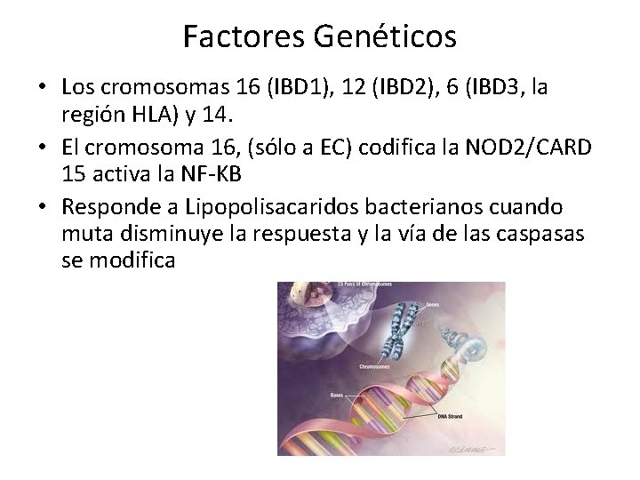 Factores Genéticos • Los cromosomas 16 (IBD 1), 12 (IBD 2), 6 (IBD 3, Factores Genéticos • Los cromosomas 16 (IBD 1), 12 (IBD 2), 6 (IBD 3,
