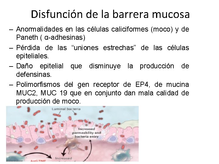 Disfunción de la barrera mucosa – Anormalidades en las células caliciformes (moco) y de Disfunción de la barrera mucosa – Anormalidades en las células caliciformes (moco) y de
