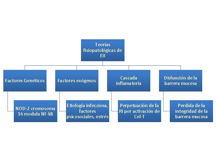 Teorías fisiopatológicas de EII Factores Genéticos NOD-2 cromosoma 16 modula NF-k. B Factores exógenos Teorías fisiopatológicas de EII Factores Genéticos NOD-2 cromosoma 16 modula NF-k. B Factores exógenos