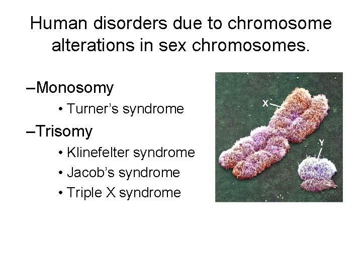 Human disorders due to chromosome alterations in sex chromosomes. –Monosomy • Turner’s syndrome –Trisomy