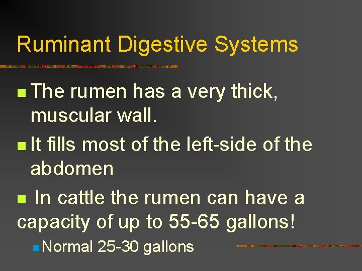 Ruminant Digestive Systems n The rumen has a very thick, muscular wall. n It