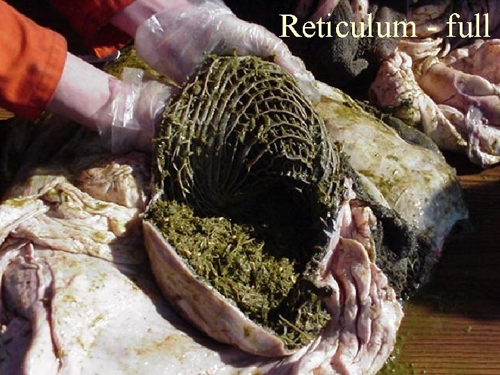 Reticulum - full 