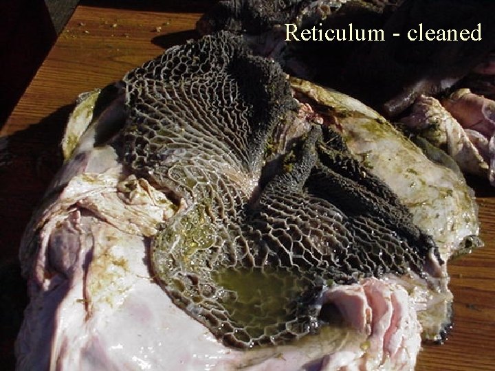 Reticulum - cleaned 