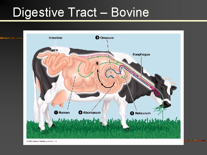 Digestive Tract – Bovine 