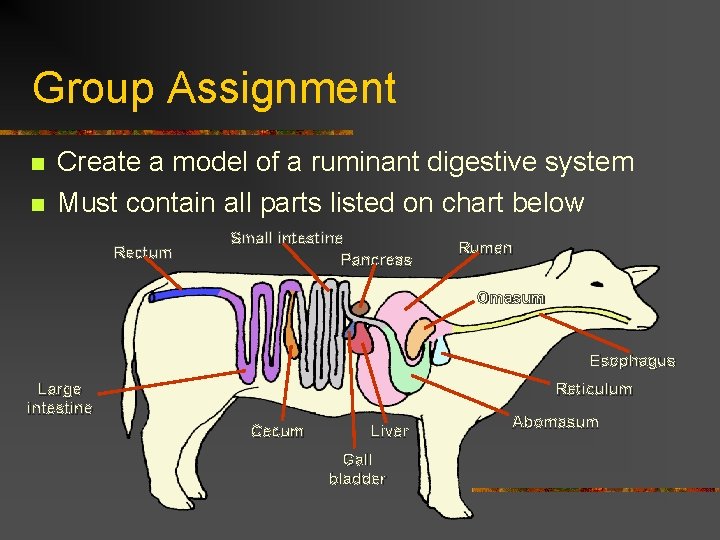 Group Assignment n n Create a model of a ruminant digestive system Must contain