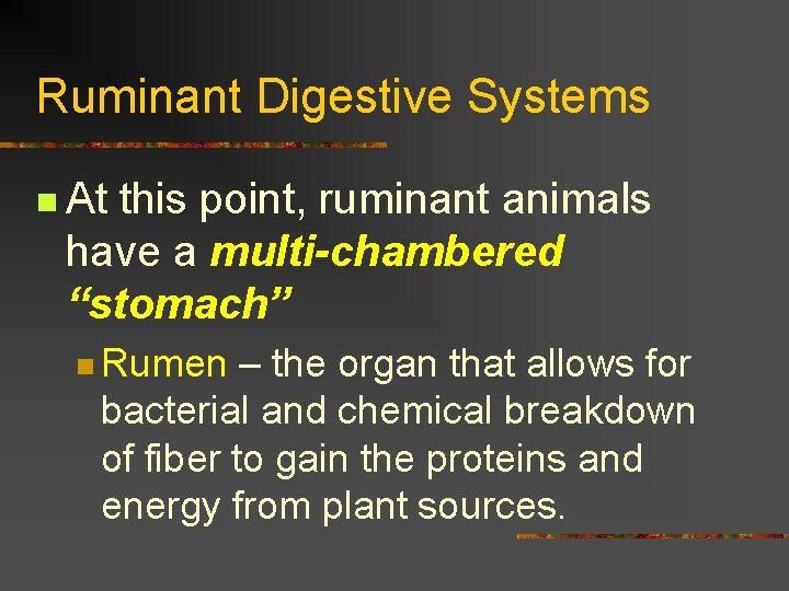 Ruminant Digestive Systems n At this point, ruminant animals have a multi-chambered “stomach” n