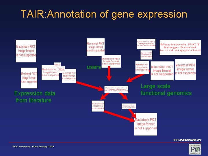 TAIR: Annotation of gene expression users Expression data from literature Large scale functional genomics