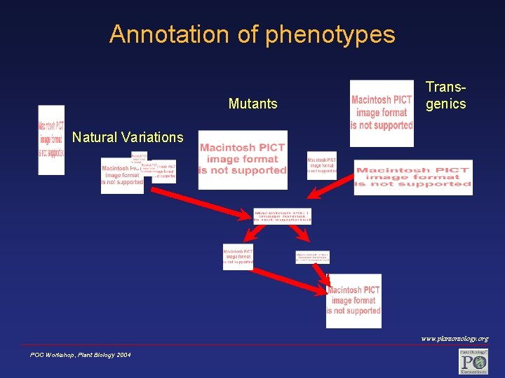 Annotation of phenotypes Mutants Transgenics Natural Variations www. plantontology. org POC Workshop, Plant Biology
