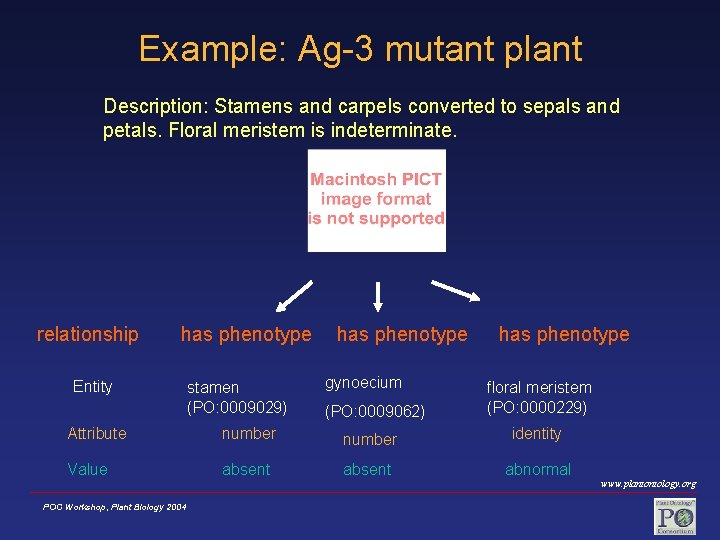 Example: Ag-3 mutant plant Description: Stamens and carpels converted to sepals and petals. Floral