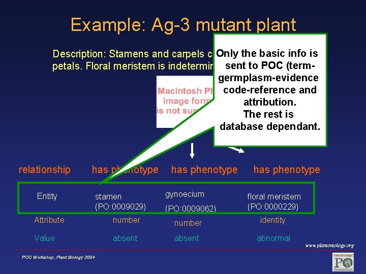 Example: Ag-3 mutant plant Only thetobasic info is Description: Stamens and carpels converted sepals
