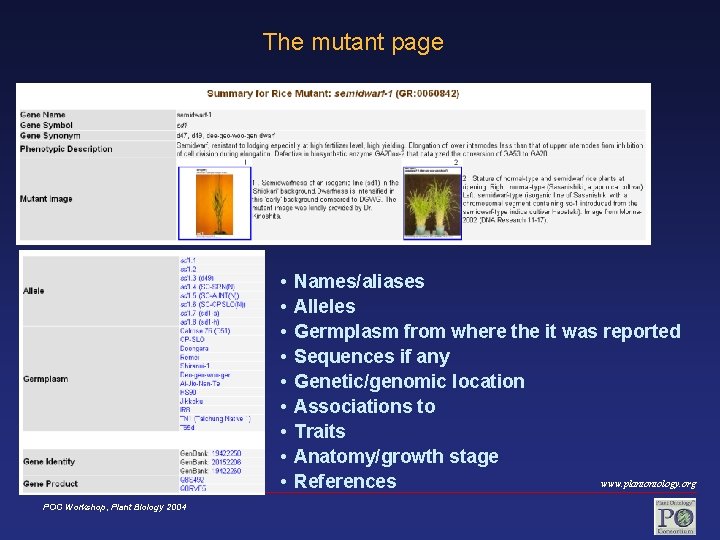 The mutant page • • • POC Workshop, Plant Biology 2004 Names/aliases Alleles Germplasm