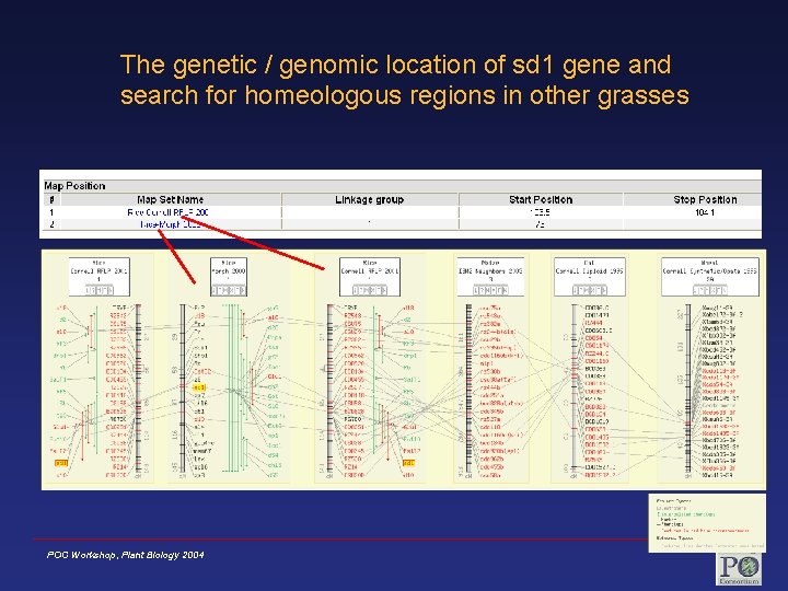 The genetic / genomic location of sd 1 gene and search for homeologous regions